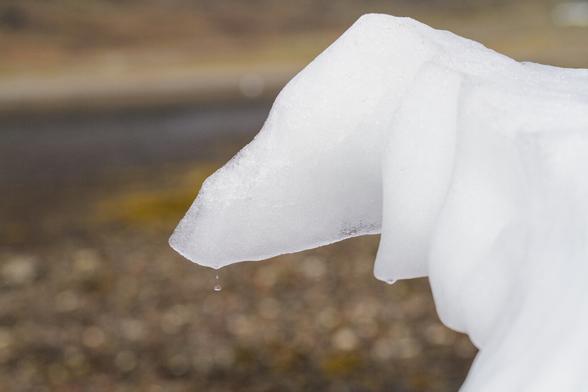 a piece of an iceberg stranded on the shore which looks like the head of a dog