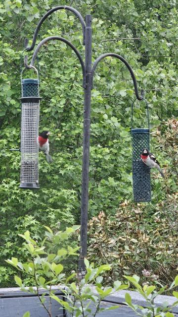 Two columnar bird feeders, each with one bird feeding. Each bird has black head feathers, a thick short pale-yellow beak, and black feathers along the back with white spots. The underside is white. The main feature is a triangular shaped bright red patch on the breast. One bird is looking to the right and the other is facing the viewer.