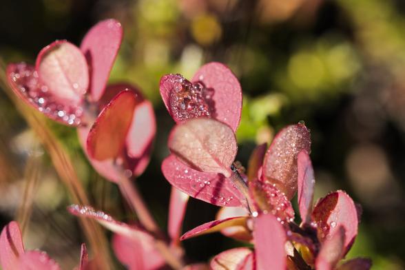 a red flower of greenland