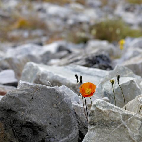 a red flower emerging from a couple of stones