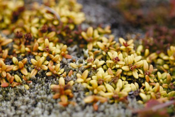 macro close up of yellow flowers
