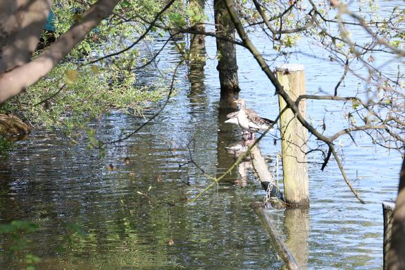 A sunny streamside, surrounded by trees. Two geese perched on a log, one of them spreading its wings.