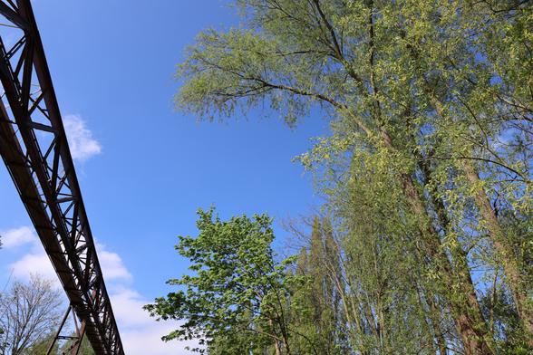 Looking up to a row of big green trees into the blue sky. One of the traverses from the industry ruin can be seen on the left.