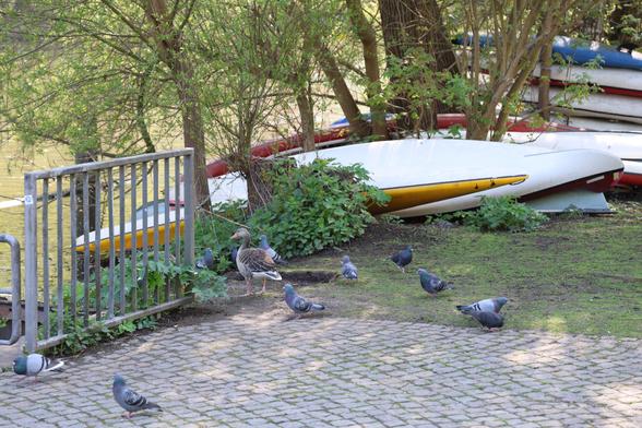 Another goose and a few pigeons on the ground at the streamside. Some canoes are stacked in the background.
