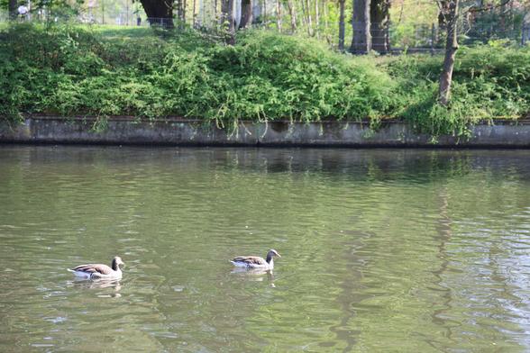 Two ducks swimming in the water