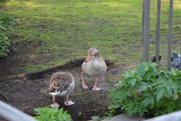 Two geese on a soil patch. One of them is looking down to the other, who is picking on the ground.