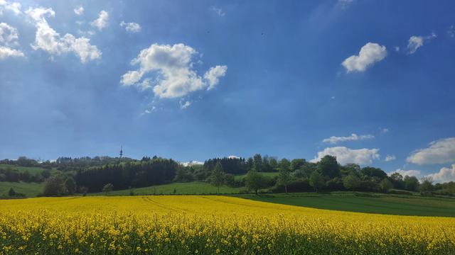 Blühendes Rapsfeld am Ortsrand von Bad Pyrmont. Darüber ein blauer Himmel mit Schönwetterwolken.