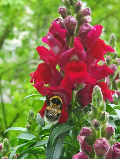 Dunkelrotes Löwenmäulchen, auf dem eine Hummel sitzt.