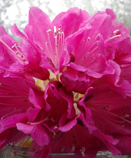 A wet magenta rhododendron umbel in a glass vase
A large drop hangs from a pistil, reflecting the interior of a flower, including its stamens. The blurred background is bright gray and white.