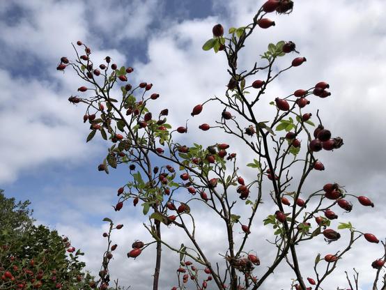 fruits