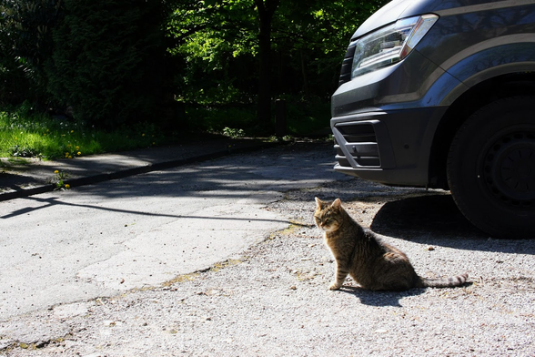 Cat in the street