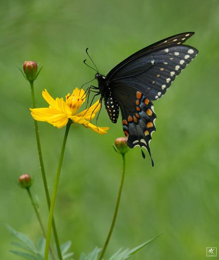 Color photo of a black butterfly with blue, white, orange, and yellow patches and spots, a female Eastern Black Swallowtail, perched and feeding on a yellow cosmos flower.