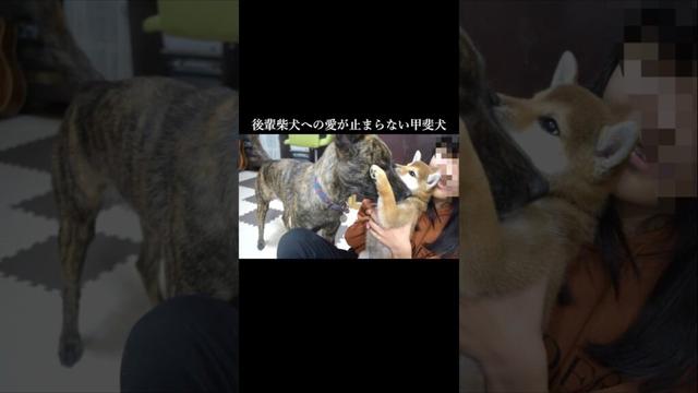 後輩柴犬への愛が止まらない甲斐犬　#甲斐犬 #柴犬 #shibainu