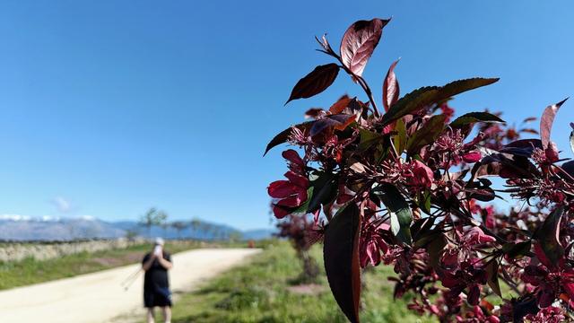 A close up image of the deep red leaves and flowers of a tree. The leaves are in sharp focus and behind there is an out of focus view towards mountains in the distance with the blurred figure of my partner taking a picture.