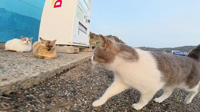 人懐っこい現場猫がサビ猫とシャム猫を紹介してくれた
