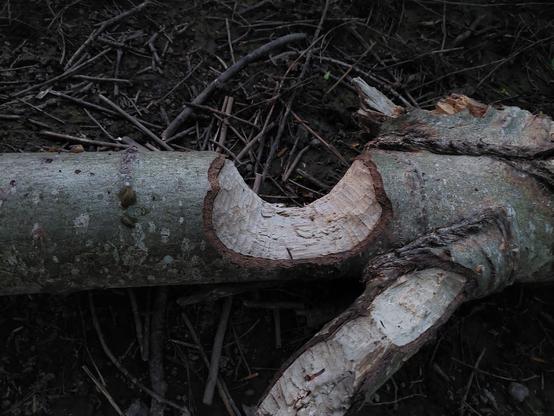 a late evening view of a fallen tree on the ground, with a HUGE round chunk of it chewed out in a very organized fashion, with clear teeth marks