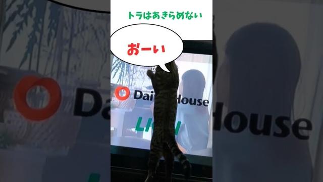 松本若菜さんを愛する猫 #松本若菜 #猫のいる生活
