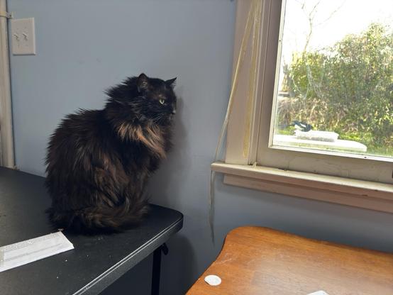 Picture of my black cat Penguin sitting on a table, looking east out of a window. Just out of her line of sight is a magpie eating out of their food box