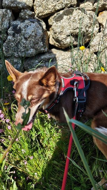 My brown and tan mixed breed dog peers through long class whilst standing next to a stone wall. Her tongue hangs out.