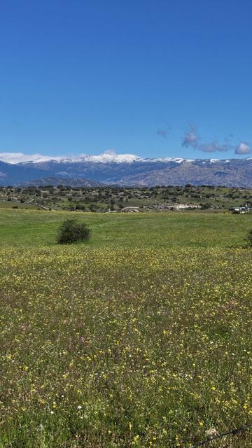 In the foreground a lush green field filled with yellow flowers stretches into the distance, becoming hills covered in trees. Far beyond are the snow-tipped mountains of the Sierra de Madrid, beneath a bright blue sky.