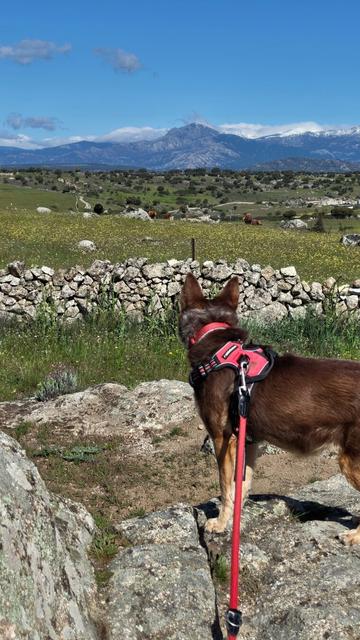 My brown and tan mixed breed dog, wearing a red harness, stands atop a rock looking out over green fields and the mountains of the Sierra de Madrid