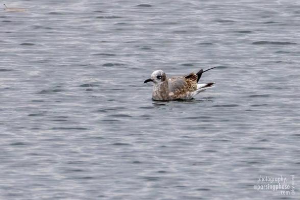 An oddly grubby ugly duckling of a gull, blotched brown and gray, floats in a slightly rippled gray sea.