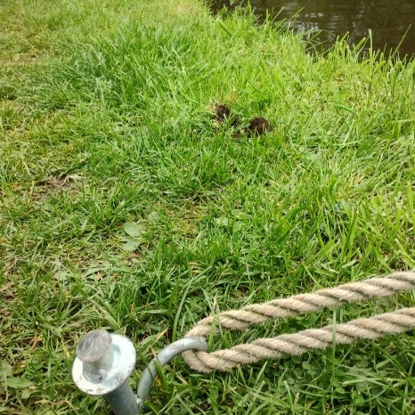 A grassy canal towpath into which a pin has been hammered. A rope loops through the pin and returns to a moored boat (not shown) floating in the canal.

The grass is spring green. The canal water is moderately dark and cloudy with sediment from passing boats (so not clear or transparent) and has a few reflections of light on the surface.