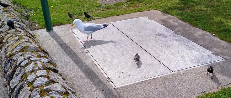 a seagull and a bunch of starlings arrive at some dropped food.