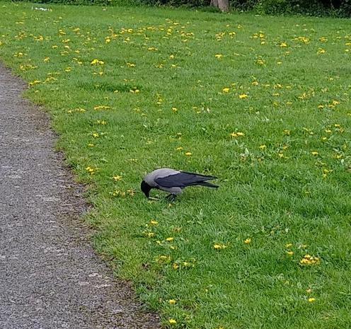 a hooded crow takes care of a cream cracker on some green space