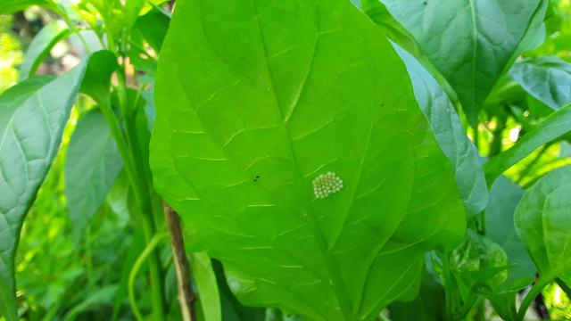 a bunch of small round white eggs deposited on the underside of the green leaf