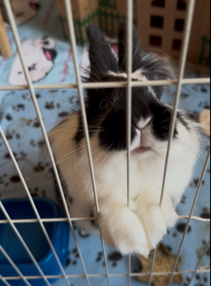 Bunny sticks her paws through a fence, wondering why BunMum woke up 15 mins late today.
