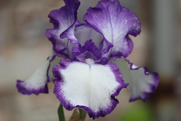 A large flower blossom with several big white petals with ruffled, dark purple edges.