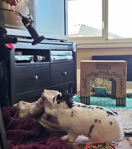 Bunny snoopervises BunMum as she sets up the new heater. Ears are wide and she is very curious.