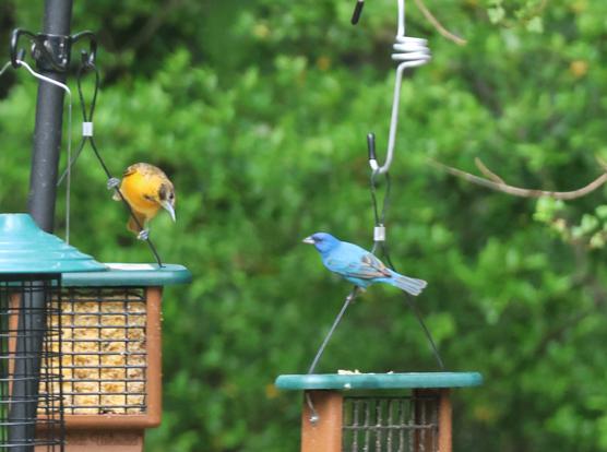 An orange bird and a light blue bird clinging to the hanging cords of two suet feeders (they do not eat suet). They are about the same size and they are looking at one another.