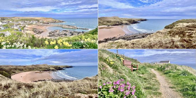 Four photo collage: by the coast, bright, sunny day, blue sky with some white cloud. Top left: white and yellow daffodils in foreground, looking downhill to pale, sandy bay, dark grey rocks and a small harbour,  village houses in a horseshoe shape, mostly white, sandy headland and out to a blue sea. Bottom right: pink campion flowers in foreground, green grass either side of a sandy coastal path, brown bench to left of path and a white cottage at the top of the path, looking out to a blue sea. Top right and bottom left: a sandy horseshoe shaped beach, surrounded by pale green/straw coloured grass on a hillside, blue sea and white waves lapping at the shore line. Top right shows part of the horseshoe shape. Bottom left shows the entire horseshoe shape.