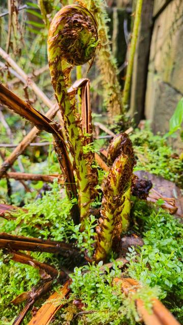 This image shows a close-up of young fern fronds, known as fiddleheads, emerging from the ground. The fern is surrounded by moss and other small plants, indicating a damp, forest-like environment. The fiddleheads are beginning to unfurl, displaying their characteristic coiled shape.