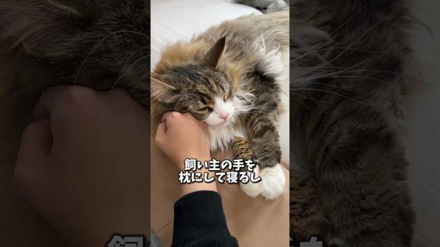 ノルウェージャンが甘えん坊すぎる　 #猫 #cat #ねこ #北欧猫 #ノルウェージャンフォレストキャット #ノルウェージャン