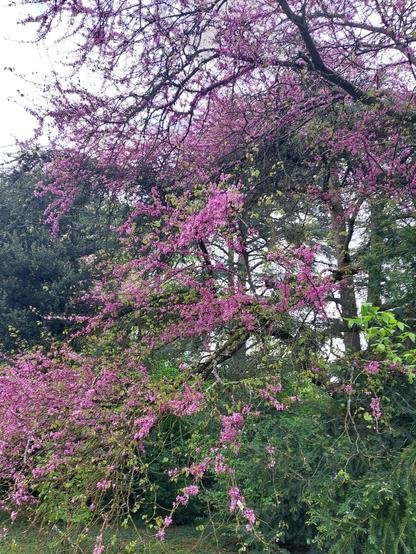 Arbre en fleurs roses dans un parc