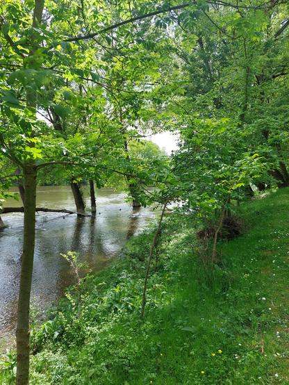 Paysage arboré de Loire et le fleuve