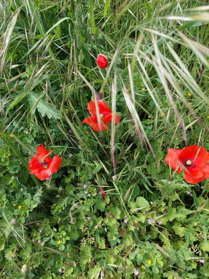 Coquelicots frais encore froissés dans un décor herbeux et graminées