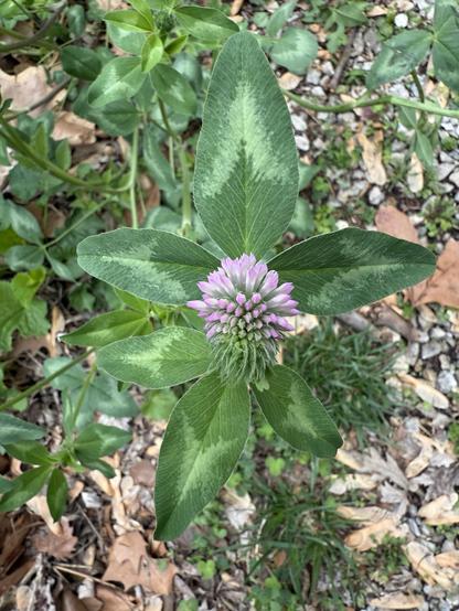 A close up looking downward of the flowering top of a red clover plant. The inflorescence is cradled by six muted green leaves of various sizes with light green chevrons on them. The light purple bloom is about half-out; the other half is still green. The ground underneath is rocky and leaf-littered, with brown maple seeds dotting the gravel.