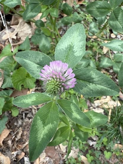 Another close up looking downward of the flowering top of a red clover plant. The inflorescence is cradled by six muted green leaves of various sizes with light green chevrons on them. The light purple bloom is very poofy on one half of the flowering top; the other half is still green. The ground underneath is rocky and leaf-littered, with brown maple seeds dotting the gravel.