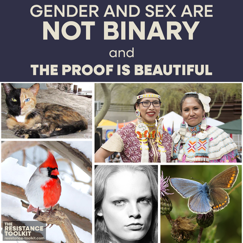 Text reads: “Gender and Sex are NOT binary, and the proof is beautiful" A collage of images showing two people and three animals. In the middle bottom is model Hanne Gaby Odiele, who opened up about being intersex in 2017. In the top left is an Indigenous American Two-Spirit person marching in a pride parade. The animals, a cat, a cardinal, and a butterfly are bilateral gynandromorph, which means it exhibits both male and female characteristics, split down the middle of its body. In these examples the animals are two different colors, split down the middle.