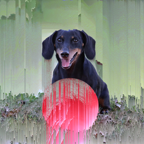 a pixel sorted image of a dachshund named Wesley
