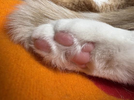 A closeup of the toe beans on the back paw of an orange and white cat. The beans are a soft pink against a softer white background.
