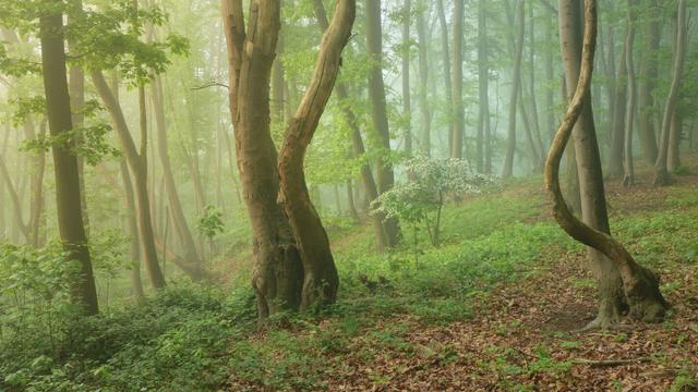 Ein Ausschnitt aus einem Wald im Frühling. Im Bild hat es Nebel und die Farbstimmung geht durch den Sonnenaufgang und die weitwinklige Brennweite von warm (links im Bild) nach kalt (rechts im Bild). Die im Bild verteilten Bäume sind mehr oder weniger markant gewachsen.