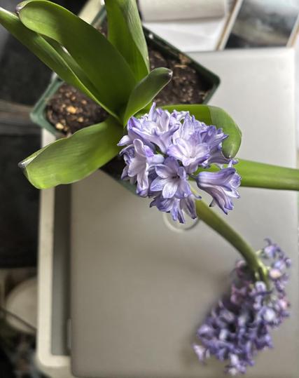 A hyacinth which grew so big it lays down. The child rises center to follow. Purple flowers, pot sits on a closed laptop.