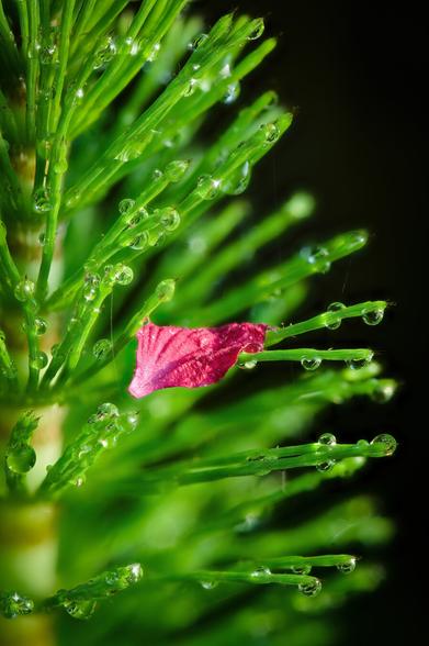 A macro photograph of a small magenta flower petal, which has fallen into a dew laden reed. The tips of the small reed branches are covered in tiny drops of water, all of which is lit by the rising sun.