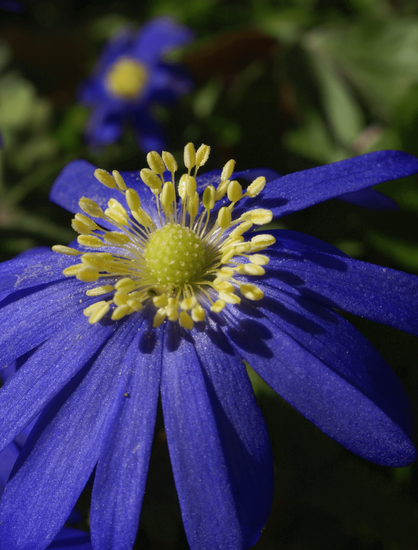 Close up of a flower with blue petals and yellow stamens with greenery and another flower in the background.