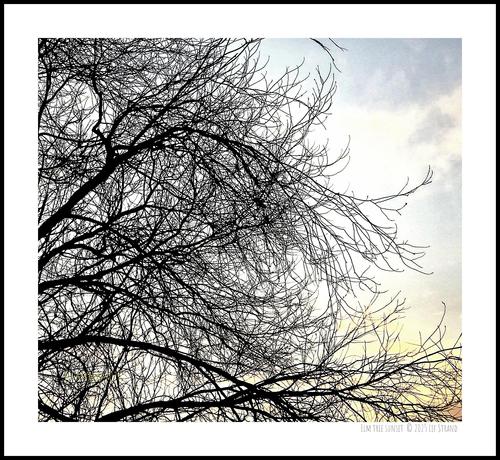 Bare elm tree branches silhouetted against a pale evening sky